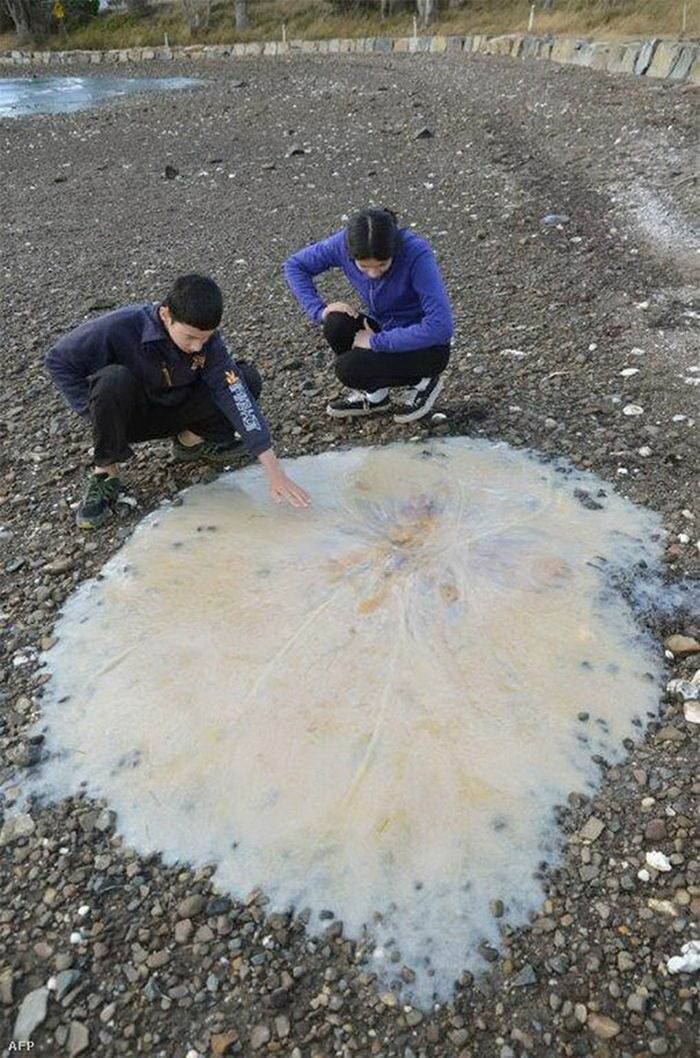 澳大利亚海滩的神秘生物奇遇，男孩的海洋探险之旅