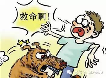 四岁男童遭恶犬袭击，命悬一线，全身换血或成唯一救治途径