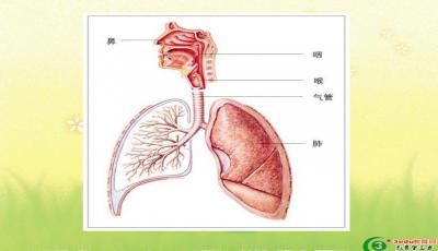 中医调理呼吸系统，肺部健康维护之道