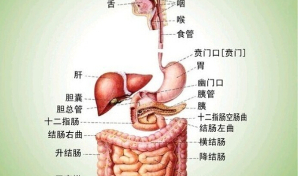 中医排毒调理，促进体内毒素排出之道