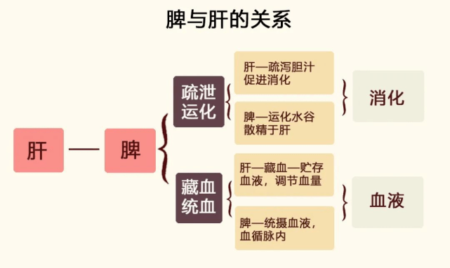 中医调理脾胃秘籍，基本方法与技巧全解析