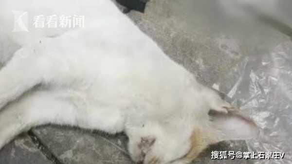 佛山近百只猫水塘溺亡事件引发反思与警示