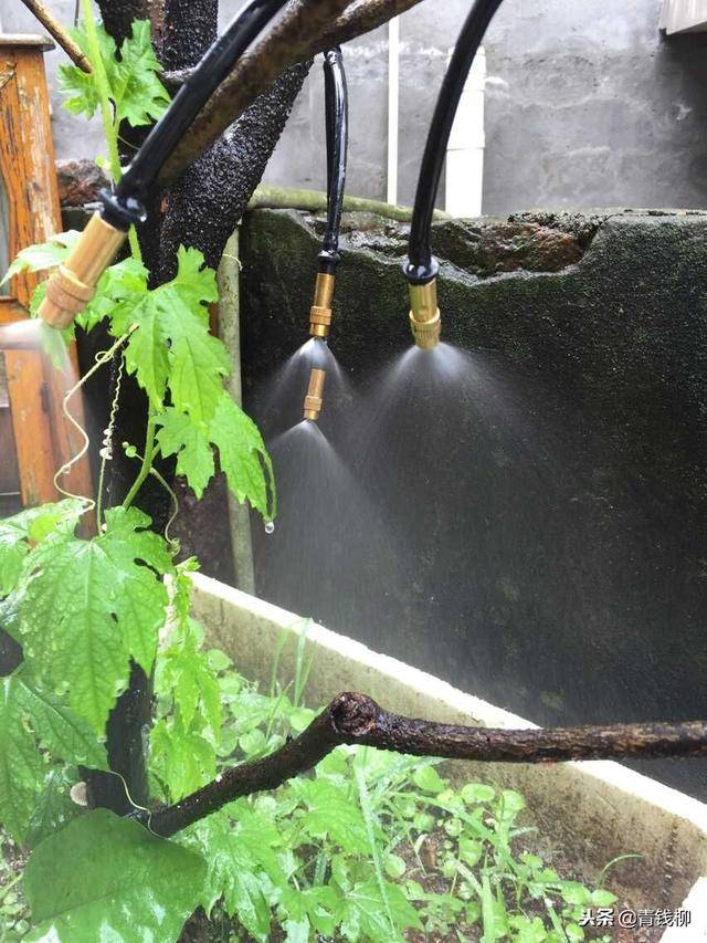 雨水利用家庭灌溉指南