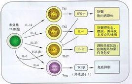 食疗指南，平衡体内酸碱度的秘诀